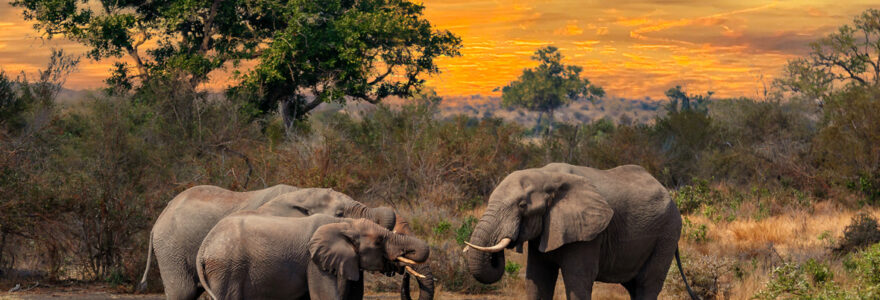afrique